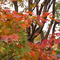 紅葉が進んでいます