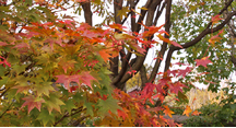 紅葉が進んでいます