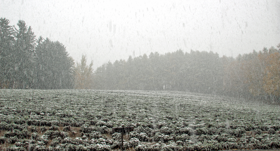 トラディショナルラベンダー畑
