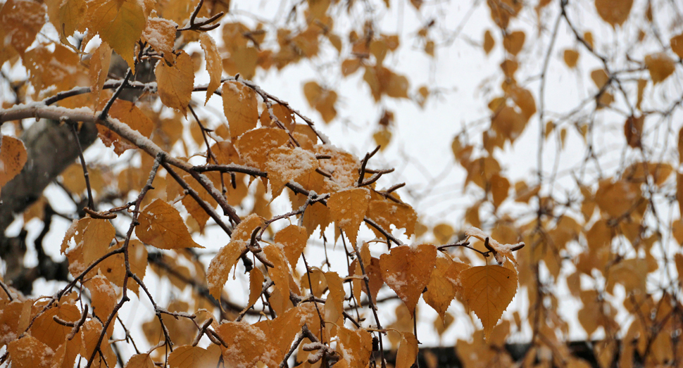 紅葉と雪を同時に見られるのはこの時期ならではです