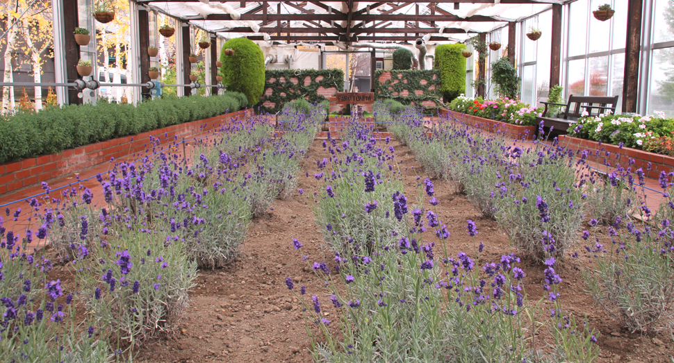 ラベンダーやゼラニウムが咲く温室(グリーンハウス)