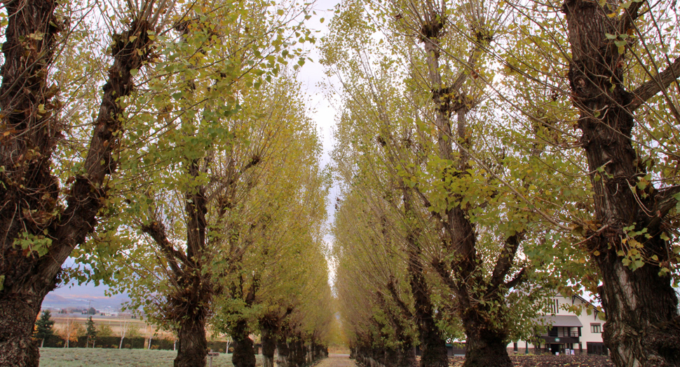 徐々に落葉しているポプラ並木