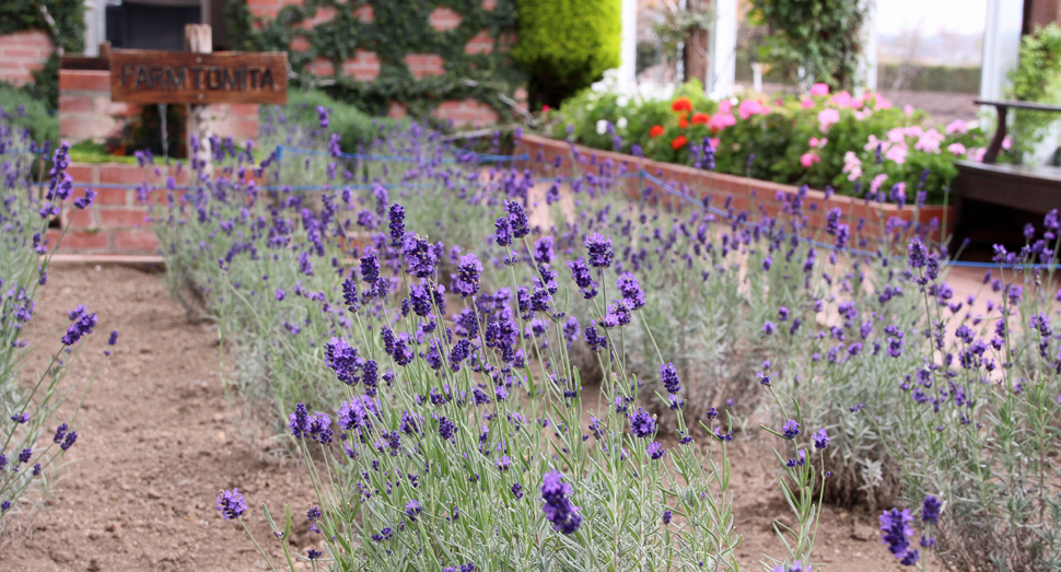 温室では引き続きラベンダーやゼラニウムをご覧いただけます