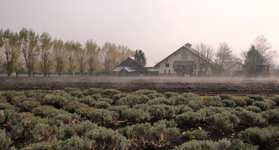 今朝はファーム全体が朝靄に包まれていました