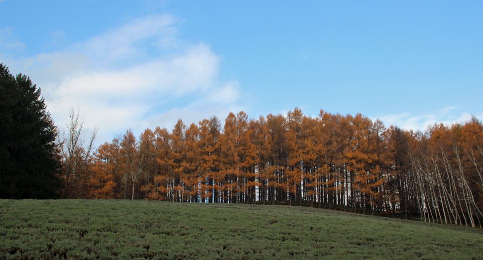 カラマツの紅葉はもう少し楽しめそうです