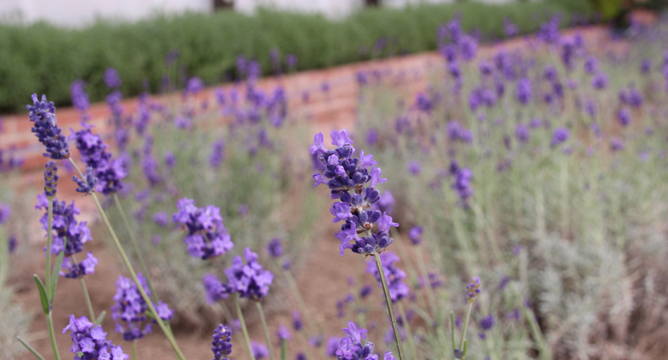 温室のラベンダーが見頃です