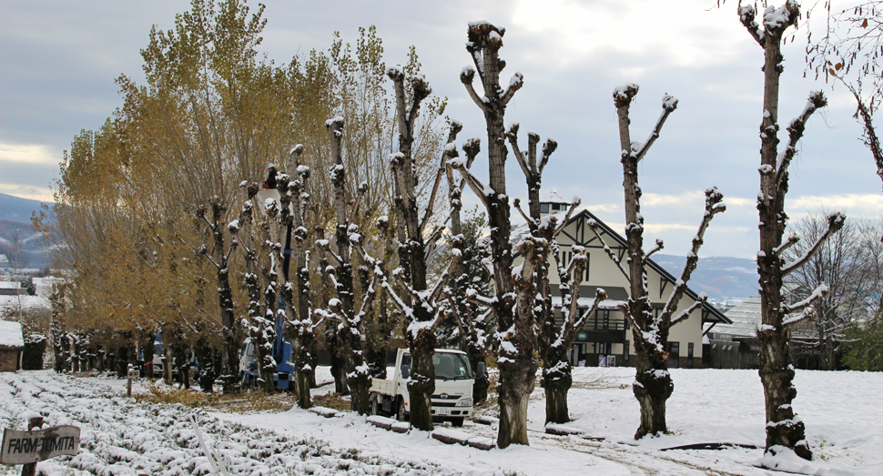 ポプラ並木の剪定作業をしています