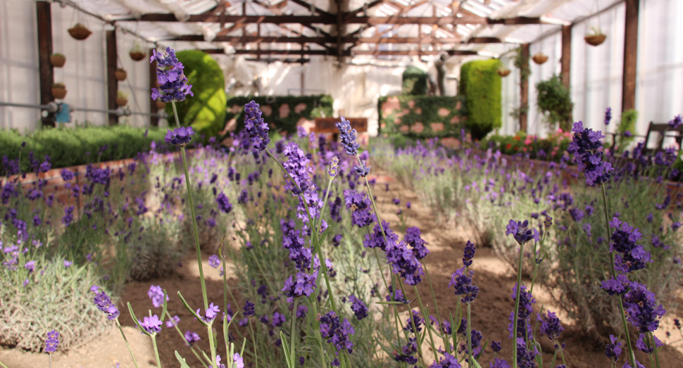 温室では濃紫早咲が咲いています