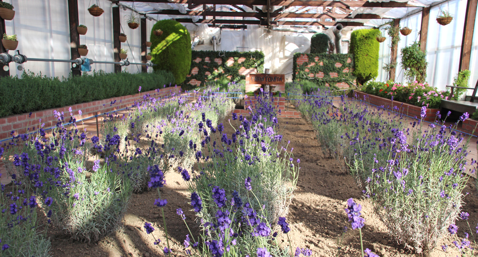 温室に朝の陽射しが優しく降り注いでいます