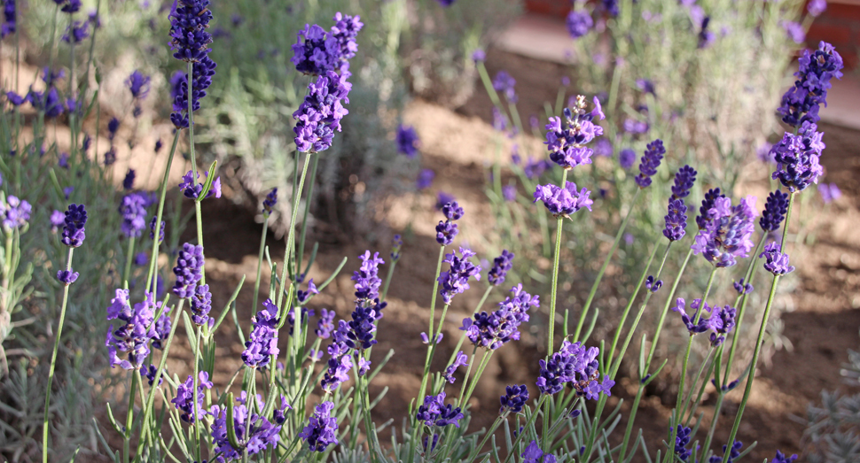 花盛りのラベンダー＜濃紫早咲＞(温室にて)