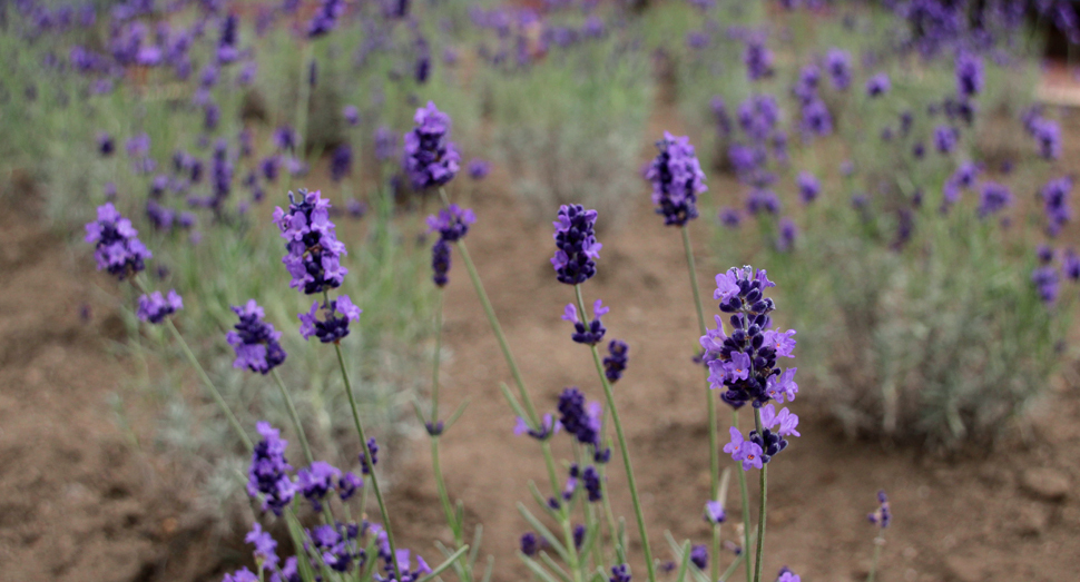 温室のラベンダー濃紫早咲