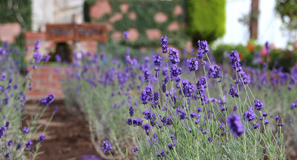 色鮮やかな濃紫早咲