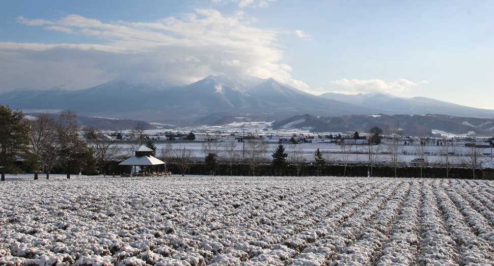 雪は降っていませんが、冷え込んでいます