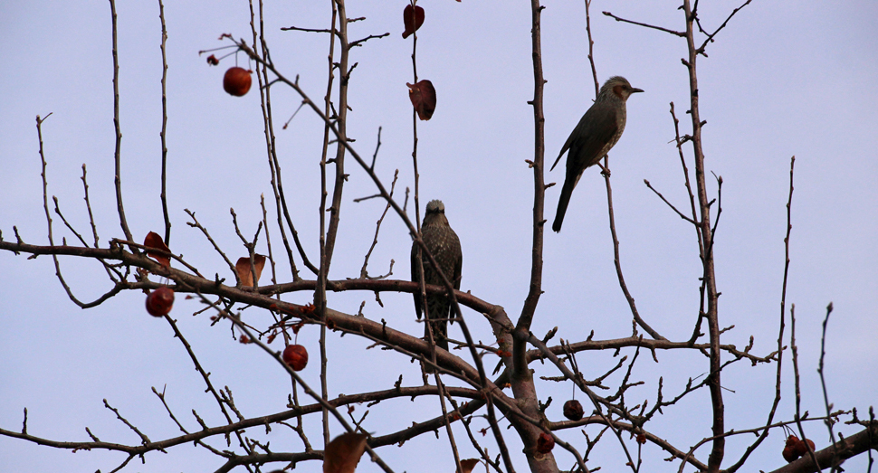 穏やかな園内に鳥たちの声が響きます