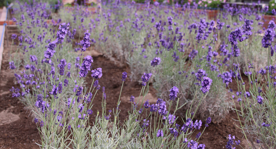 温室で開花中の濃紫早咲