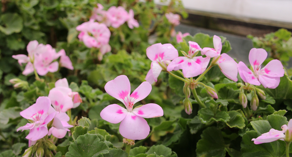 ゼラニウムも温室で咲いています
