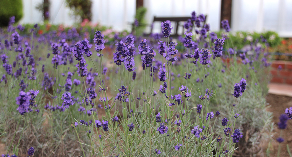濃紫早咲が続々と開花しています