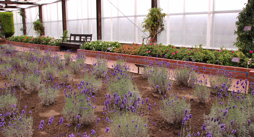 温室のラベンダーの様子