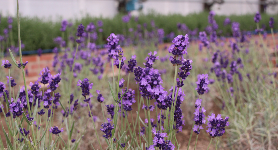 温室ではラベンダー濃紫早咲が見頃を迎えています