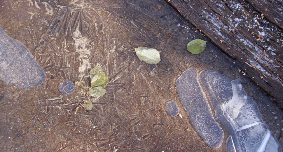 今朝はグッと冷え込み、水たまりに氷が張っていました
