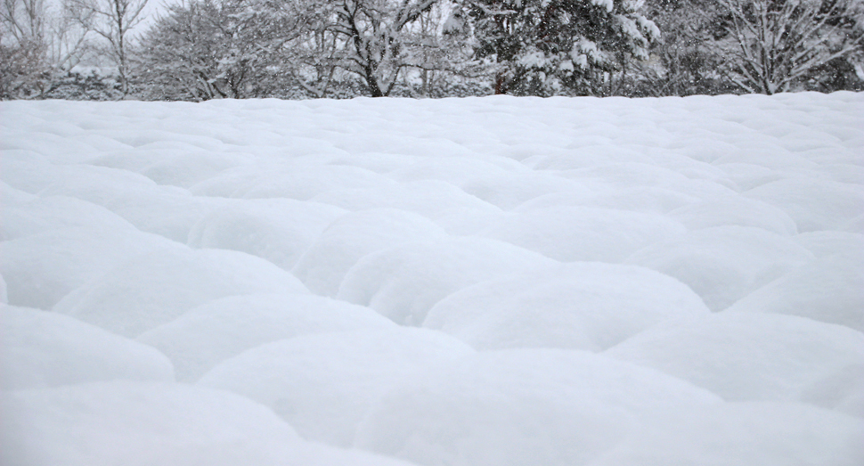 ラベンダーの上に雪が積もり、モフモフしています