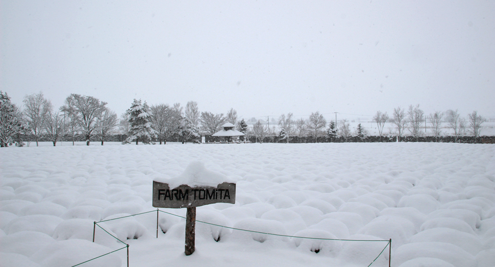 倖の畑が真っ白です