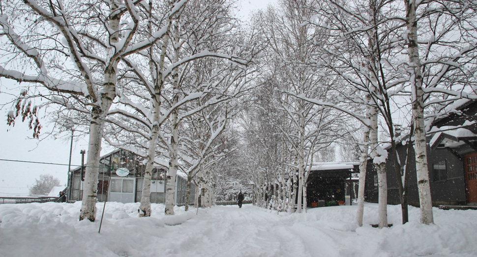 白樺並木が雪景色に溶け込んでいます