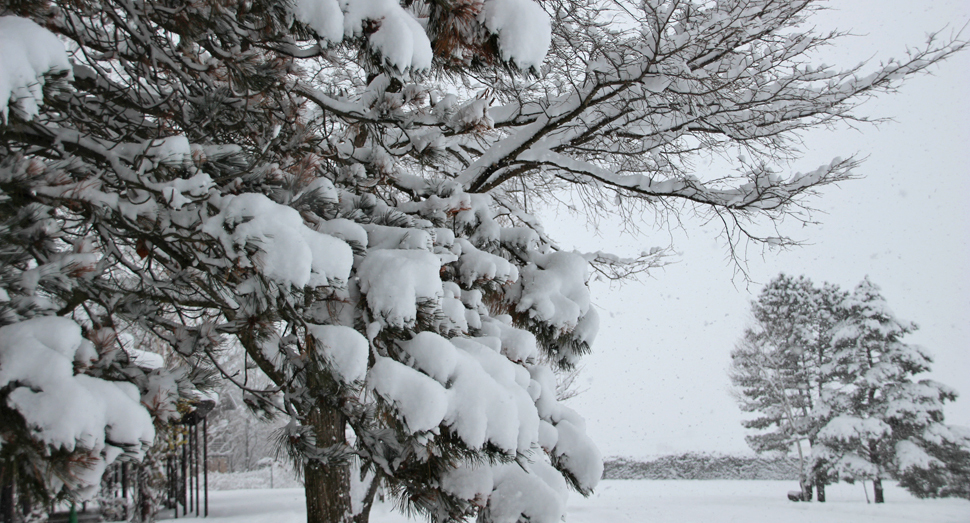 木々にもかなり積もりました
