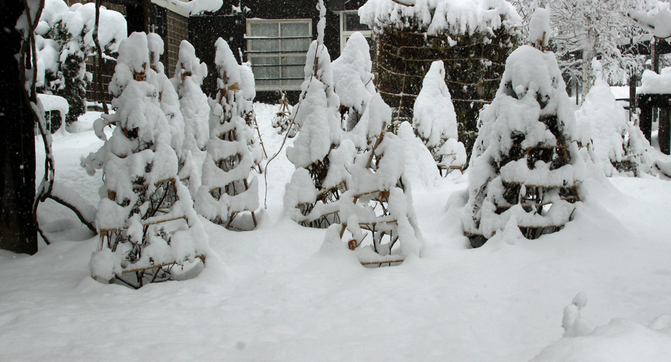 重たい雪から木々を守る冬囲い