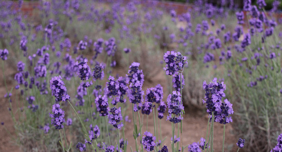 温室のラベンダーが見頃です