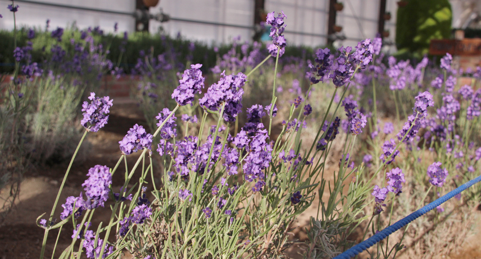 濃紫早咲の小さな花びらがかわいらしいです