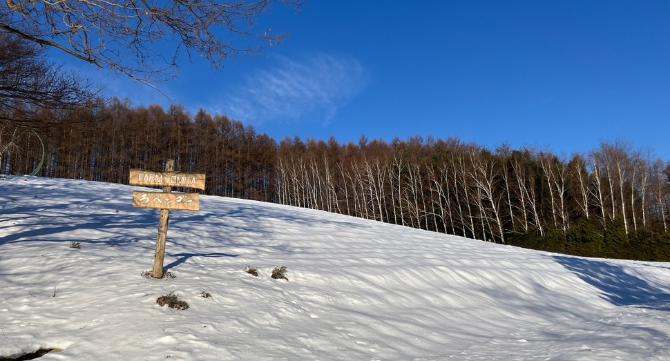 トラディショナルラベンダー畑