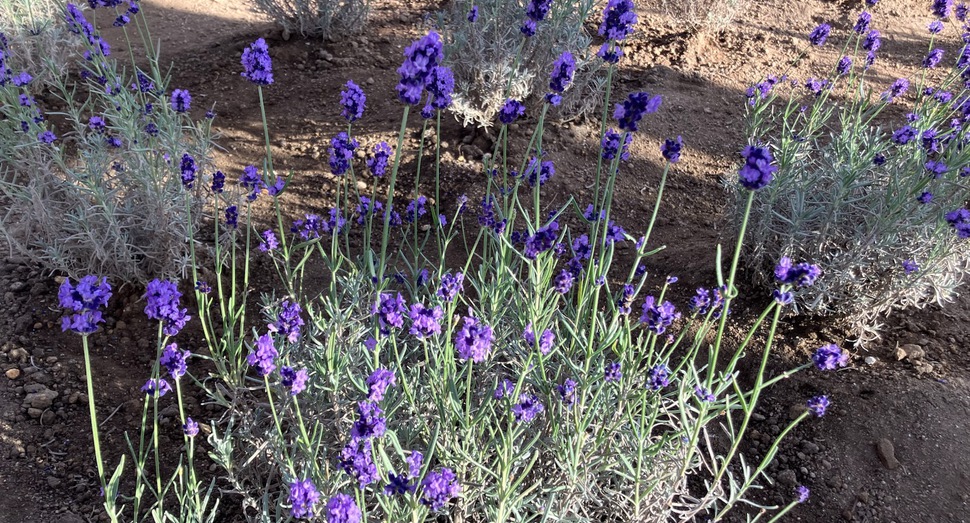 グリーンハウス内のラベンダー