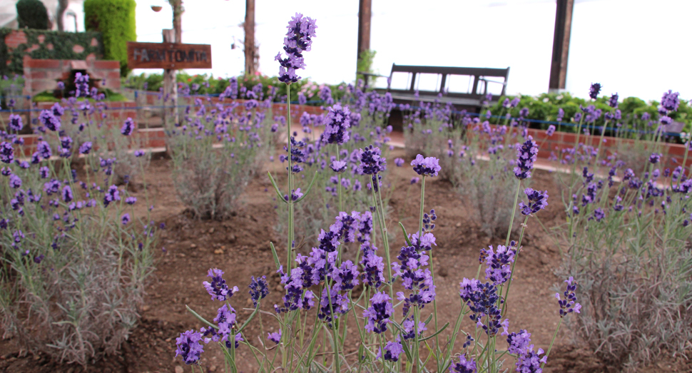 温室で開花中のラベンダーをご覧いただいたり･･･