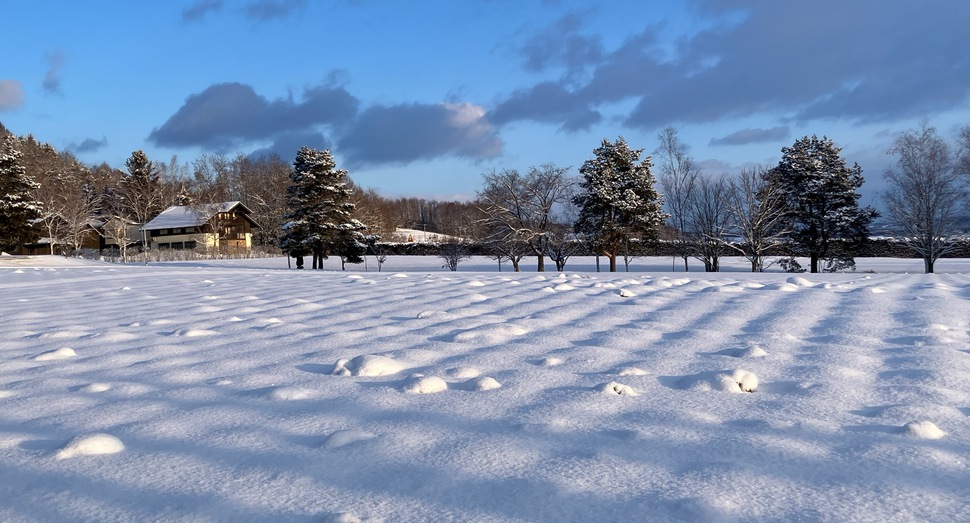 ラベンダーがポコポコしています