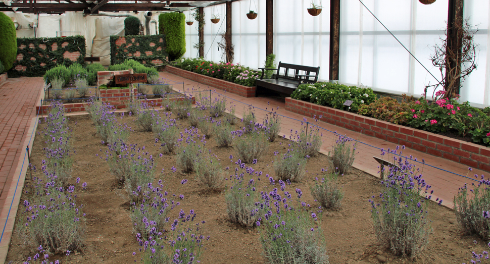 温室のラベンダーとゼラニウムが開花中です