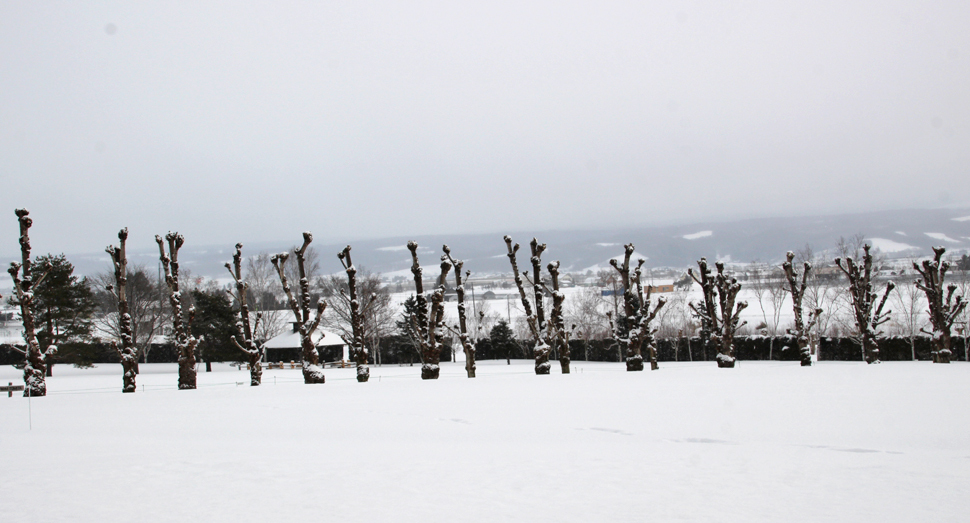 ポプラの木の太い幹にも雪が積もっています