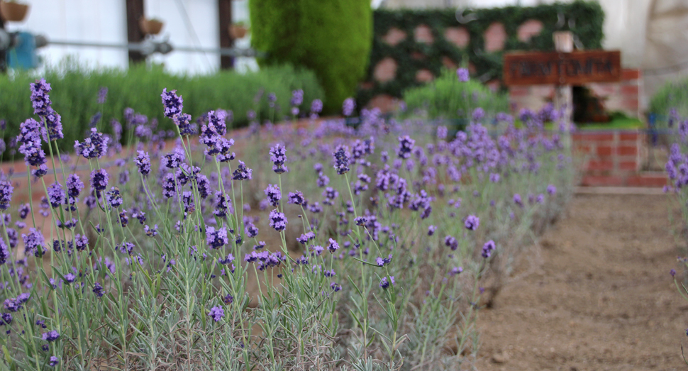 温室で開花した濃紫早咲が整列しています
