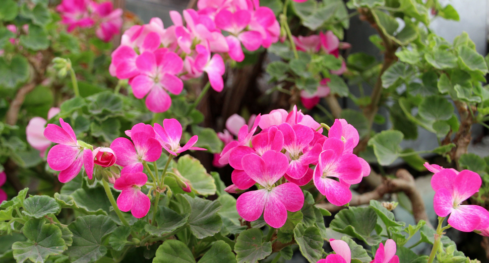 右脇の花壇にはゼラニウムが咲いています(温室)