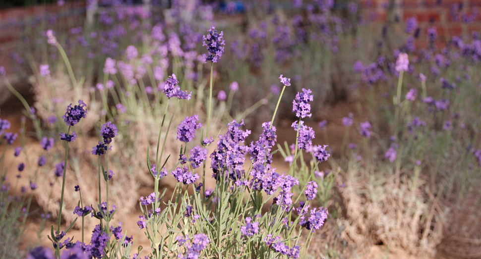 温室で開花中のラベンダー｢濃紫早咲｣