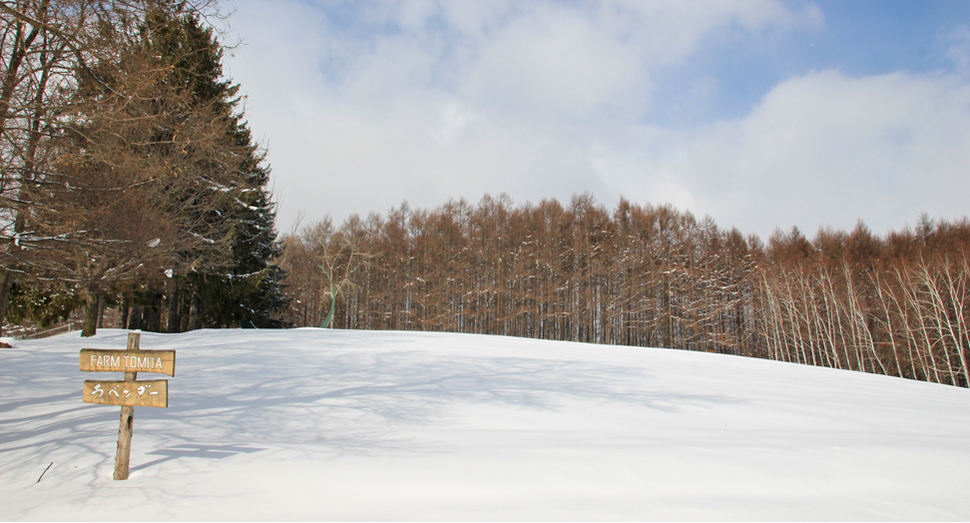 真っ白なトラディショナルラベンダー畑