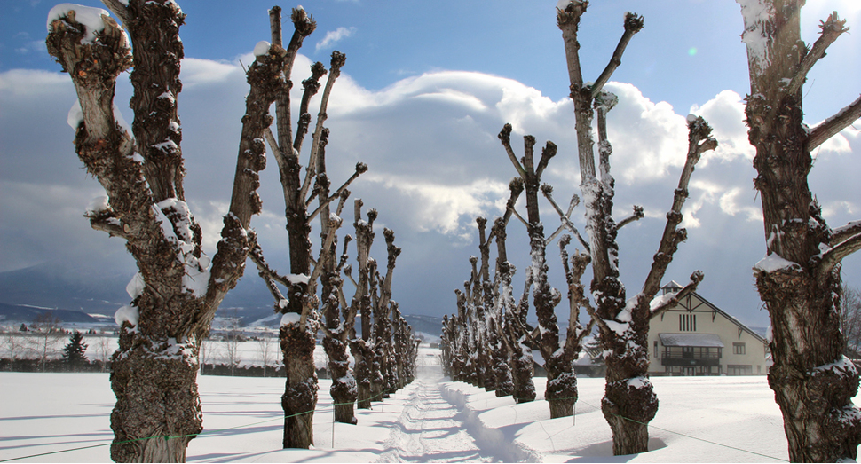 ポプラ並木の雪道に日光が反射して眩しいです
