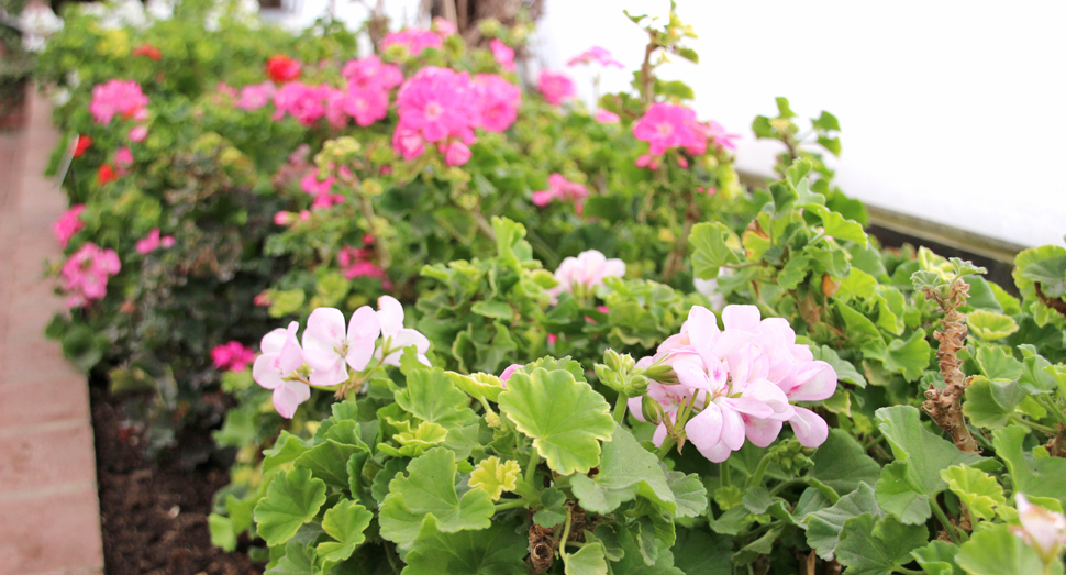 温室では可愛らしいゼラニウムが開花中です