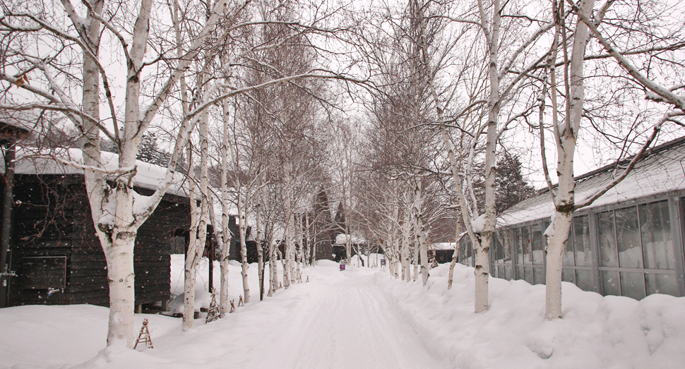 白樺並木が雪景色に馴染んでいます