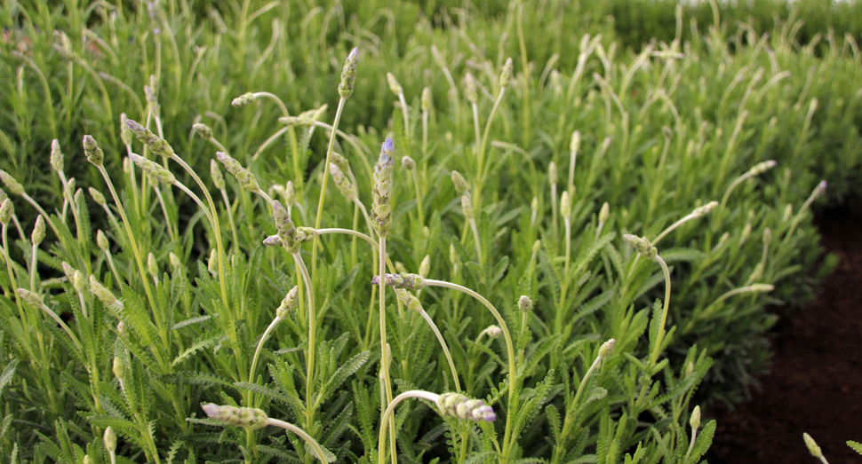 デンタータラベンダーも蕾が膨らんできました(温室)