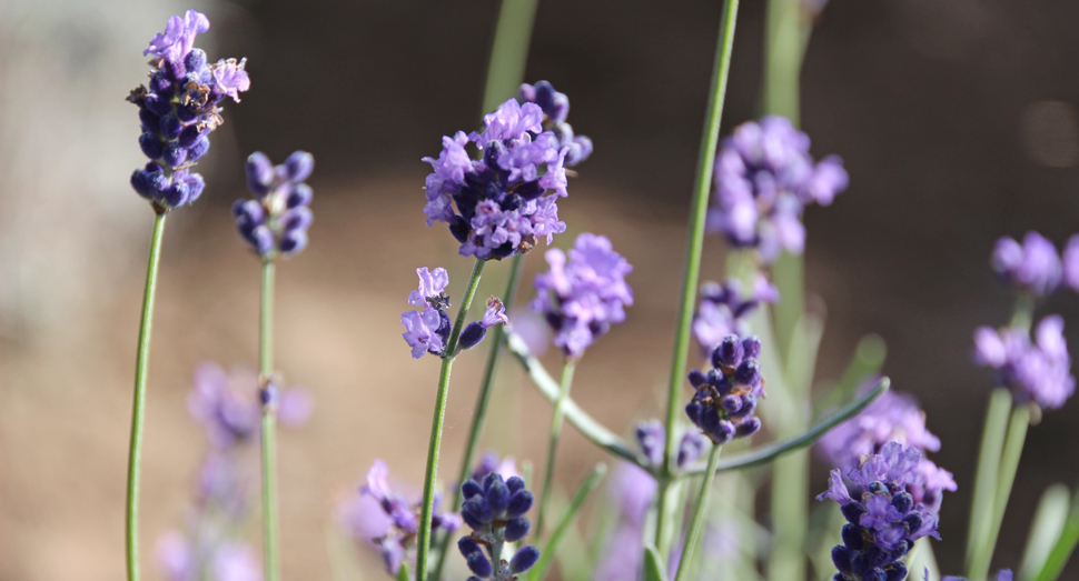 蕾も花も可愛らしい濃紫早咲(温室)