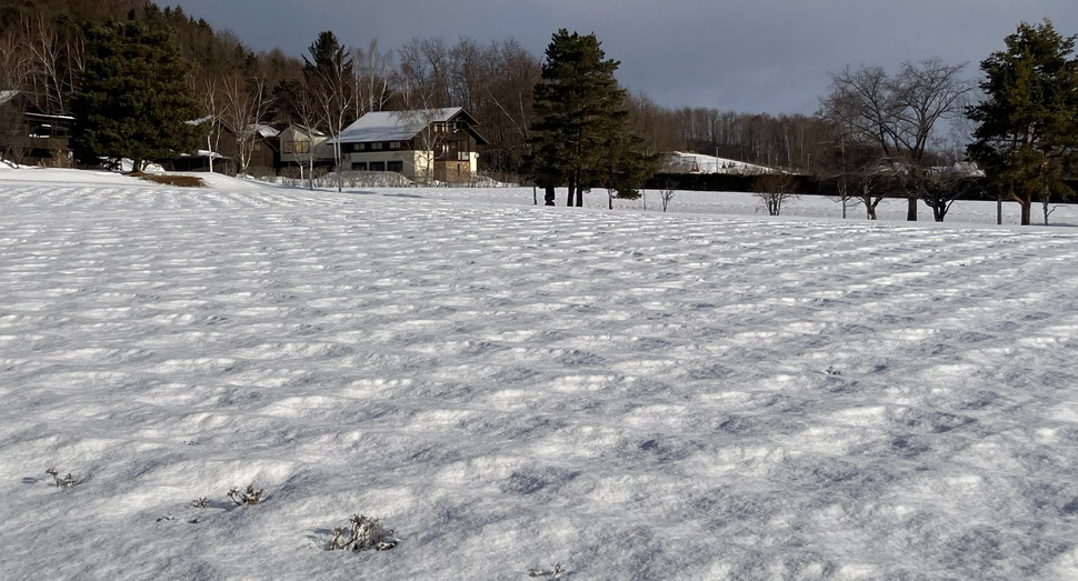ラベンダーが見え始めた倖の畑