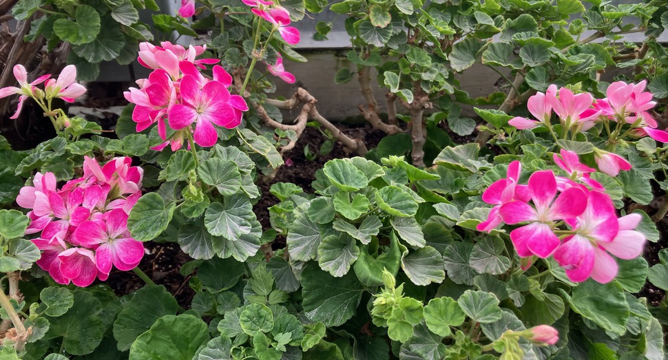 グリーンハウス「ゼラニウム」