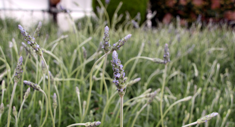 温室のデンタータラベンダー