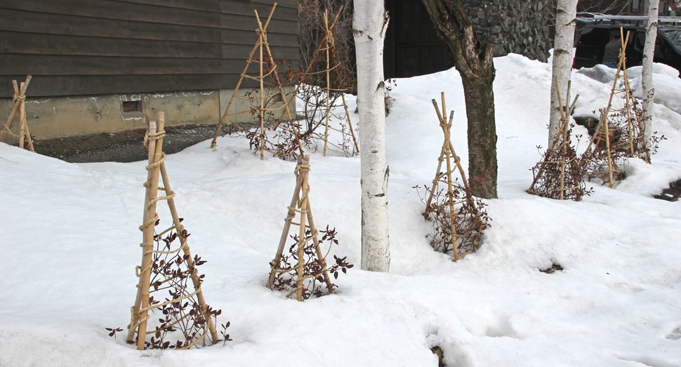 雪にすっぽりと覆われていた冬囲いも姿を見せています